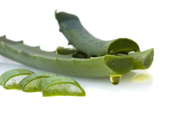 Aloe Vera – svícen ze slunného jihu aloe vera