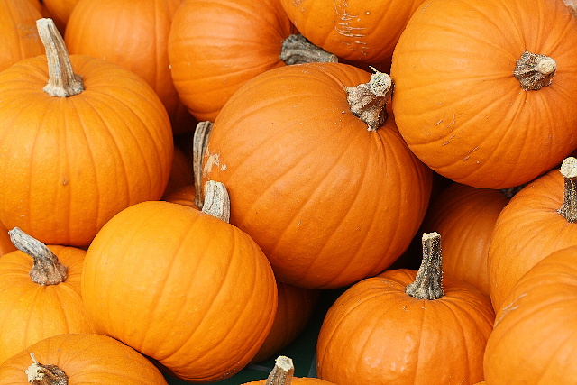 dýně jak pěstovat dýně