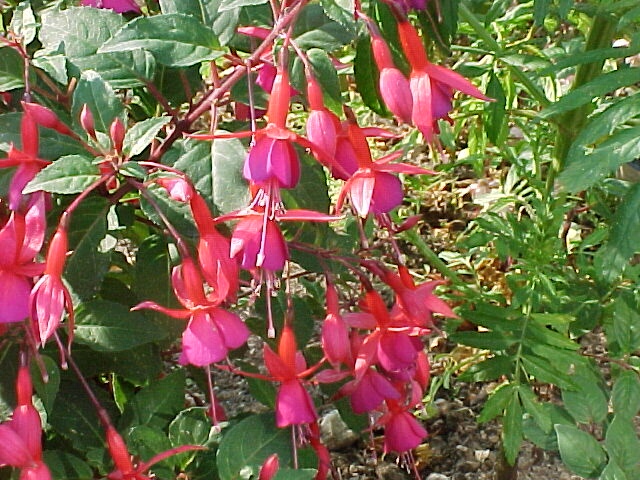Fuchsie – zajímavosti o fuchsiích fuchsie