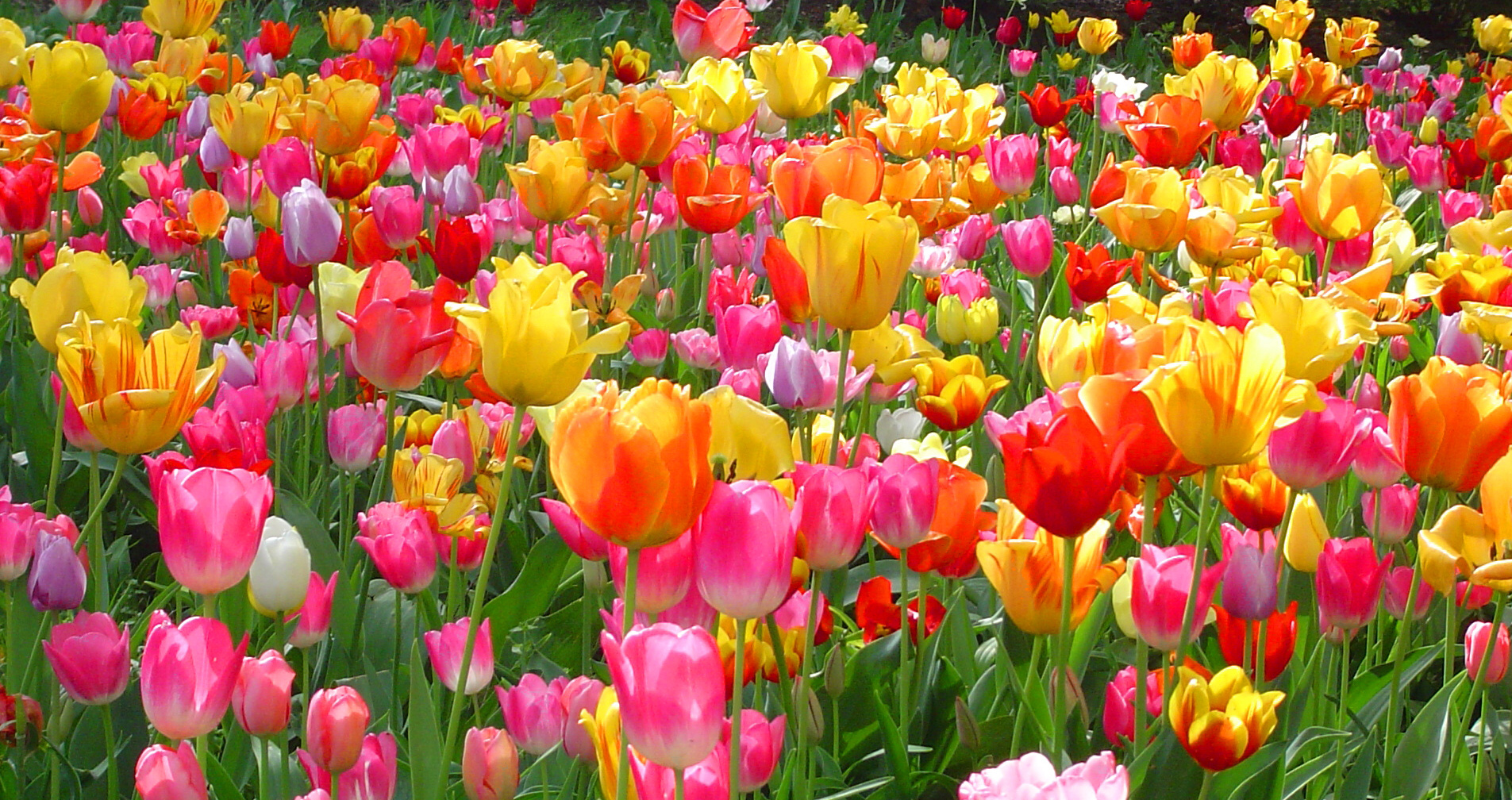 tulipany jak pěstovat tulipány