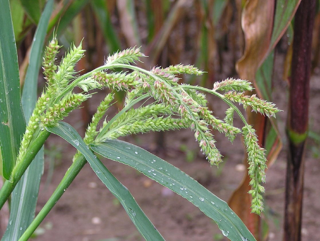jezatka kuri noha Echinochloa crus-galli