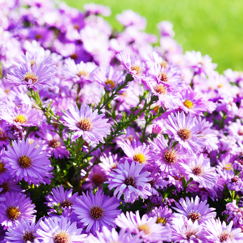 Flower_Aster jak pěstovat astry