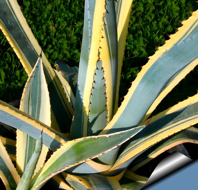agave pěstování agáve
