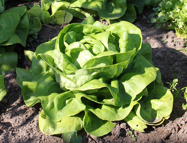 hlavkovy-salat saláty