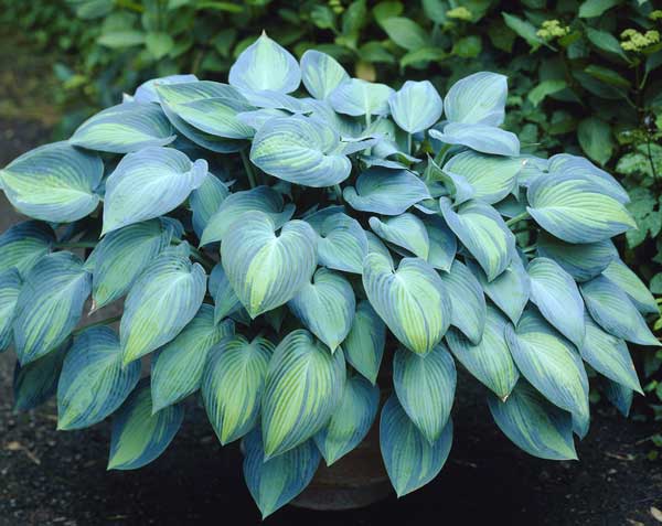 Hosta bohyška