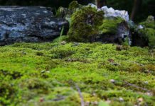 Máte mech na zahradě? Jak se ho zbavit? mech
