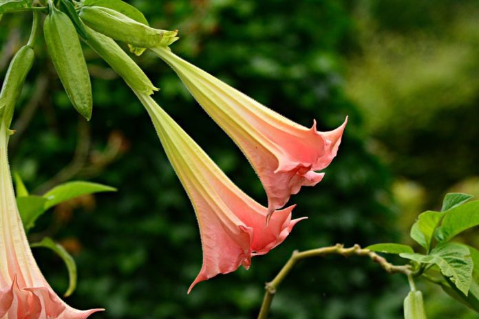 durmanovec durmanovec