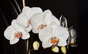 Jak na pěstování orchidejí, aby byly plné květů? Držte se našich rad pěstování orchidejí