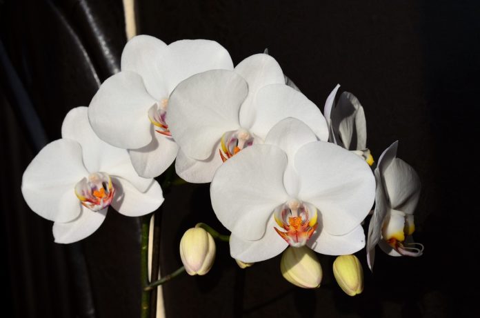 orchid pěstování orchidejí
