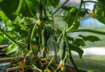 Jak pěstovat okurky – od semínka po rostlinku okurky