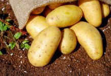 Jak správně pěstovat brambory brambory
