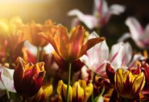 Tulipány – krásné jarní květiny tulipány