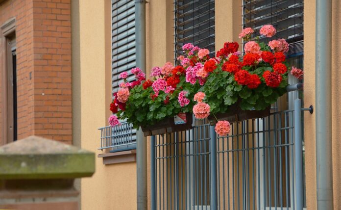 balcony-plants-1159382_960_720 muškáty