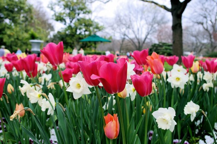 tulipsa narcis Jarní květiny
