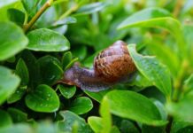Slimáci na zahradě – 7 účinných způsobů, jak se jich zbavit slimáci