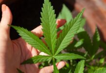 Konopí ve službách nejen přírodní medicíny konopí