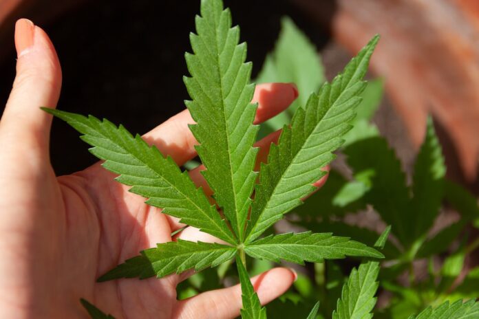 marihuana konopí