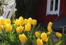 Tulipány po odkvětu: chyba, kterou dělá většina zahradníků tulipány