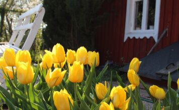Tulipány po odkvětu: chyba, kterou dělá většina zahradníků tulipány