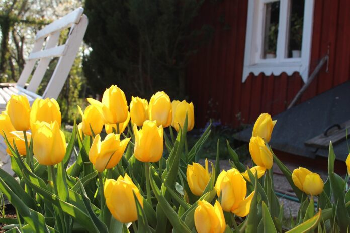 tulipany tulipány